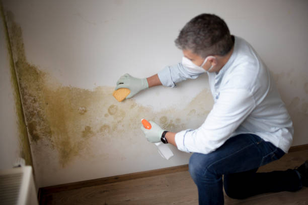 Reliable Kalispell, MT Mold Removal Solutions